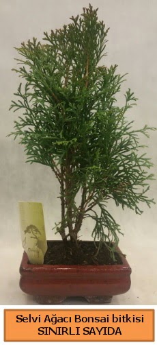 Selvi aac bonsai japon aac bitkisi  zmir iek servisi , ieki adresleri 
