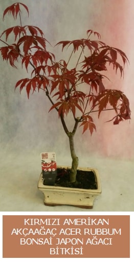 Amerikan akaaa Acer Rubrum bonsai  zmir iek , ieki , iekilik 