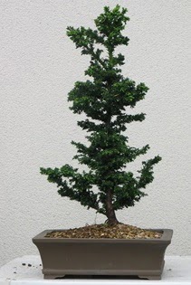 am aac bonsai bitkisi sat  zmir iek online iek siparii 