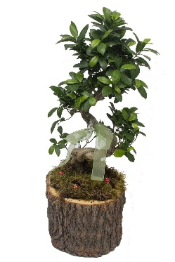 Doal ktkte bonsai saks bitkisi  zmir uluslararas iek gnderme 