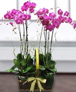 7 dall mor lila orkide  zmir 14 ubat sevgililer gn iek 