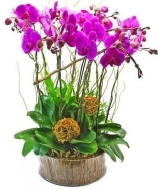 Ahap ktkte lila mor orkide 8 li  zmir iek yolla , iek gnder , ieki  
