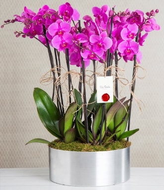 11 dall mor orkide metal vazoda  zmir 14 ubat sevgililer gn iek 
