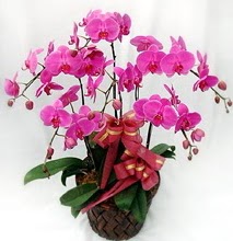 Sepet ierisinde 5 dall lila orkide  zmir kaliteli taze ve ucuz iekler 