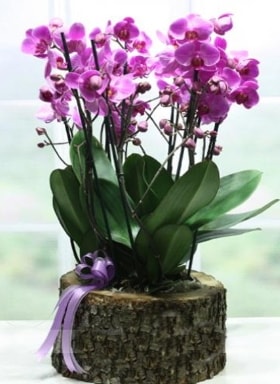 Ktk ierisinde 6 dall mor orkide  zmir kaliteli taze ve ucuz iekler 