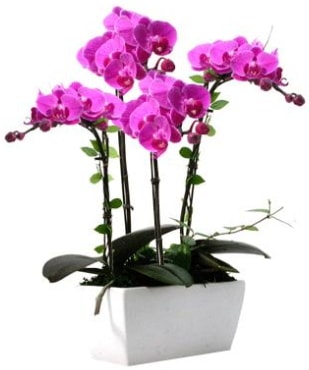 Seramik vazo ierisinde 4 dall mor orkide  zmir iek servisi , ieki adresleri 