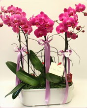 Beyaz seramik ierisinde 4 dall orkide  zmir kaliteli taze ve ucuz iekler 