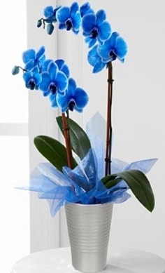Seramik vazo ierisinde 2 dall mavi orkide  zmir iek maazas , ieki adresleri 