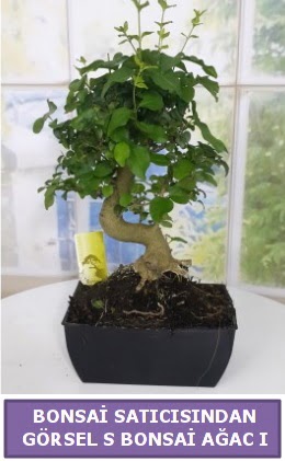 S dal erilii bonsai japon aac  zmir iek servisi , ieki adresleri 