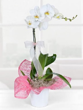 Tek dall beyaz orkide seramik saksda  zmir hediye sevgilime hediye iek 