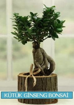 Ktk aa ierisinde ginseng bonsai  zmir 14 ubat sevgililer gn iek 