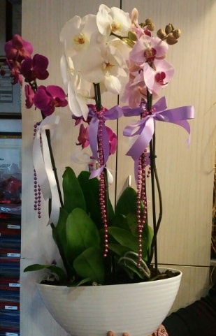 Mor ve beyaz ve pembe 6 dall orkide  zmir kaliteli taze ve ucuz iekler 