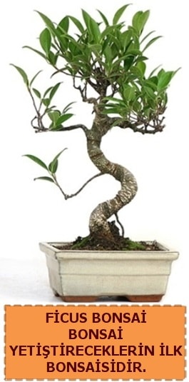 Ficus bonsai 15 ile 25 cm arasndadr  zmir anneler gn iek yolla 