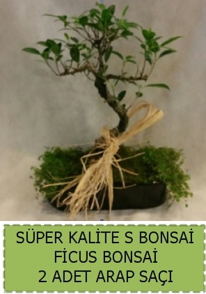 Ficus S Bonsai ve arap sa  zmir iek online iek siparii 
