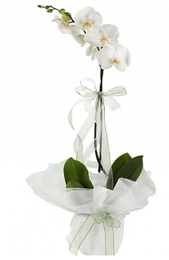 Tekli Beyaz Orkide  zmir gvenli kaliteli hzl iek 