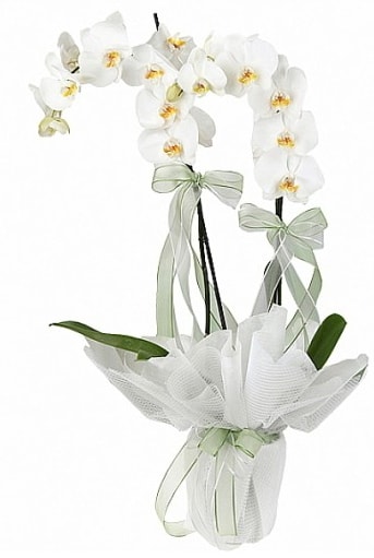ift Dall Beyaz Orkide  zmir hediye iek yolla 