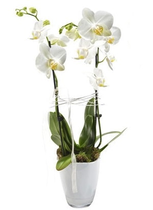 2 dall beyaz seramik beyaz orkide sakss  zmir 14 ubat sevgililer gn iek 