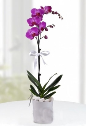 Tek dall saksda mor orkide iei  zmir nternetten iek siparii 