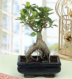 Appealing Ficus Ginseng Bonsai  zmir hediye iek yolla 