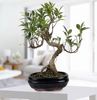 Gorgeous Ficus S shaped japon bonsai  zmir online iek gnderme sipari 