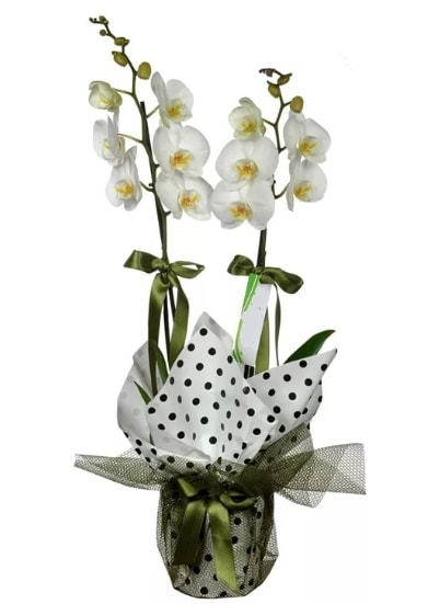 ift Dall Beyaz Orkide  zmir ucuz iek gnder 