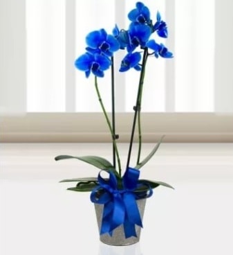 ift dall mavi orkide  zmir iek servisi , ieki adresleri 