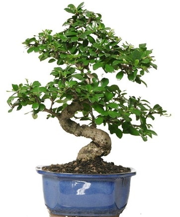 21 ile 25 cm aras zel S bonsai japon aac  zmir iek online iek siparii 