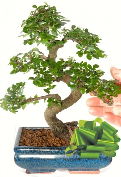 Yaklak 25 cm boyutlarnda S bonsai  zmir online ieki , iek siparii 