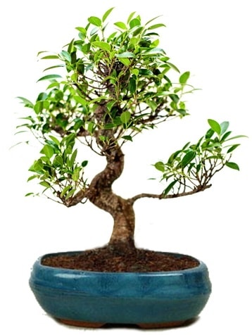 25 cm ile 30 cm aralnda Ficus S bonsai  zmir 14 ubat sevgililer gn iek 