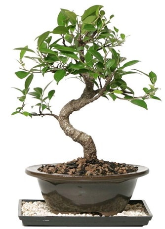 Altn kalite Ficus S bonsai  zmir iek online iek siparii  Sper Kalite