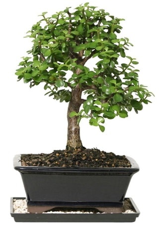 15 cm civar Zerkova bonsai bitkisi  zmir online ieki , iek siparii 