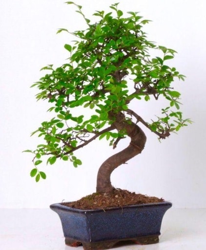 S gvdeli bonsai minyatr aa japon aac  zmir 14 ubat sevgililer gn iek 