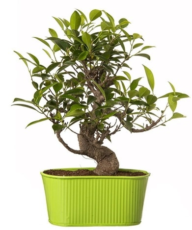 Ficus S gvdeli muhteem bonsai  zmir online ieki , iek siparii 