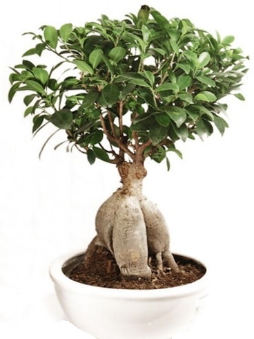 Ginseng bonsai japon aac ficus ginseng  zmir uluslararas iek gnderme 